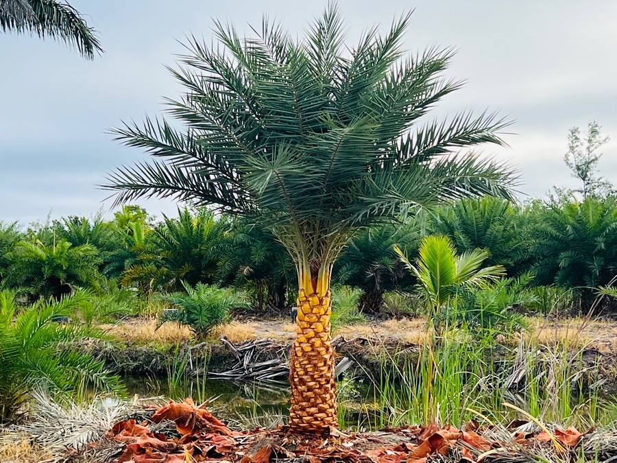 Sylvester palms growing on our family farm