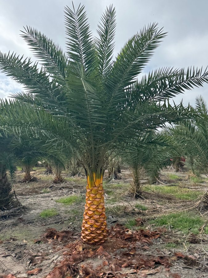 3 ft normal Sylvester palm from our farm