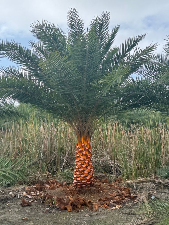 3 ft varnished Sylvester palm from our farm