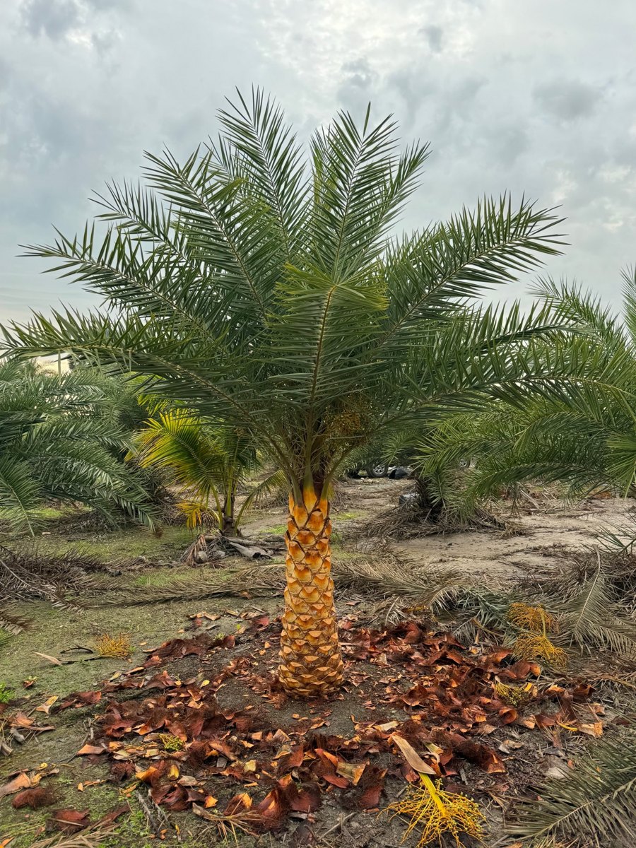 4 ft normal Sylvester palm from our farm