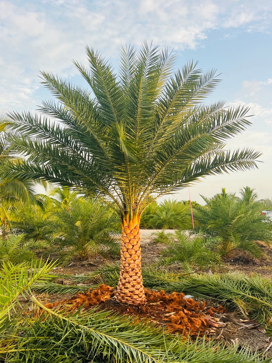 4 ft varnished Sylvester palm from our farm